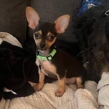 Rescue Chihuahua and Mixed Breed Dogs for Adoption in The Woodlands, Texas - Vance (Foster To Adopt) | PetCurious