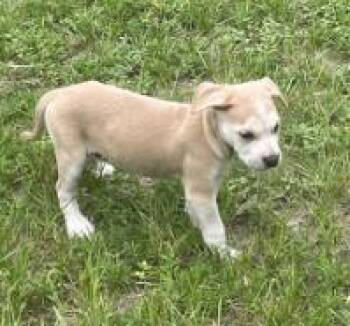 Swiffer Wet Jet -  Mixed Breed Dog for Adoption in West Chester, Pennsylvania - Swiffer Wet Jet | PetCurious