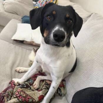 Isabel -  Jack Russell Terrier and Dachshund Dog for Adoption in Philadelphia, Pennsylvania - Isabel | PetCurious