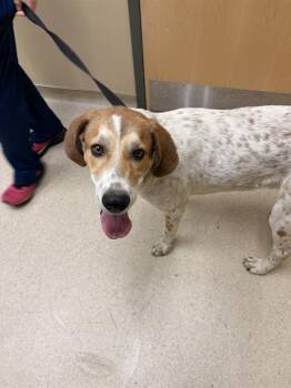 Rescue English Coonhound and Great Pyrenees Dogs for Adoption in Clyde, North Carolina - DALLAS | PetCurious