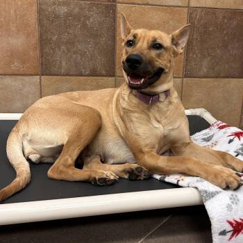 Challah -  Shepherd and Mixed Breed Dog for Adoption in Las Vegas, Nevada - Challah | PetCurious