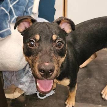 Kylo (Formerly Bucky) -  Australian Kelpie Dog for Adoption in Webster, Texas - Kylo (Formerly Bucky) | PetCurious