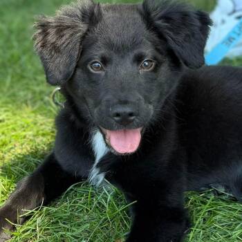 Theo -  Brittany Spaniel and Black Labrador Retriever Dog for Adoption in Fountain Hill, Pennsylvania - Theo | PetCurious