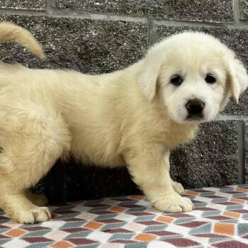Rescue Great Pyrenees Dogs for Adoption in Wadena, Minnesota - Hank | PetCurious