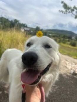 Rescue Kuvasz Dogs for Adoption in Steamboat Springs, Colorado - Nala | PetCurious