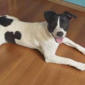 Clover -  Terrier Dog for Adoption in Newport, Tennessee - Clover | PetCurious