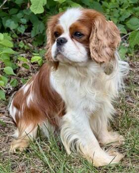 Mick -  Cavalier King Charles Spaniel Dog for Adoption in Malvern, Pennsylvania - Mick | PetCurious
