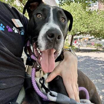 Mixed Breed Dogs Available for Adoption - Athena | PetCurious