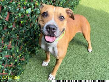 EMBER -  Mixed Breed Dog for Adoption in West Palm Beach, Florida - EMBER | PetCurious