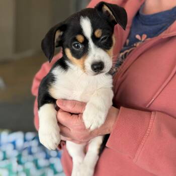 Corgi and Pug Dogs Available for Adoption - Moose | PetCurious