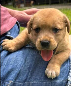 Liberty (aka Tater) -  Mixed Breed Dog for Adoption in Eutawville, South Carolina - Liberty (aka Tater) | PetCurious