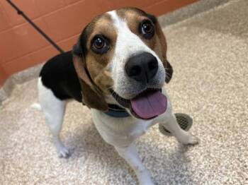TITAN -  Beagle Dog for Adoption in Pueblo, Colorado - TITAN | PetCurious