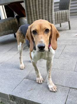 Siri -  Beagle Dog for Adoption in Charleston, South Carolina - Siri | PetCurious
