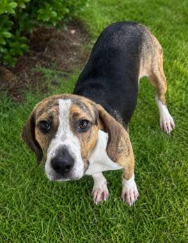 Jax Beagle -  Beagle Dog for Adoption in Conway, South Carolina - Jax Beagle | PetCurious