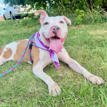 Tilly -  Pit Bull Terrier Dog for Adoption in Buffalo, New York - Tilly | PetCurious