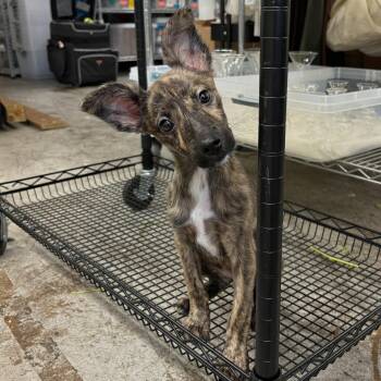 Stevie Nicks -  Chihuahua Dog for Adoption in Baldwin, Maryland - Stevie Nicks | PetCurious