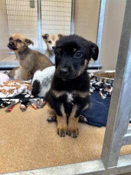 SOKKA -  Australian Cattle Dog Blue Heeler and Mixed Breed Dog for Adoption in Frisco, Colorado - SOKKA | PetCurious