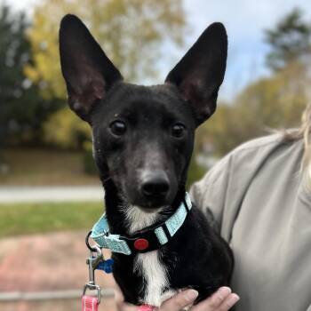 Rescue Chihuahua and Dachshund Dogs for Adoption in Hopkinton, Massachusetts - Augie | PetCurious