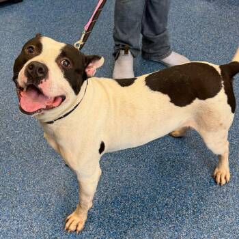 26-301 Gotti -  Pit Bull Terrier Dog for Adoption in Tarboro, North Carolina - 26-301 Gotti | PetCurious