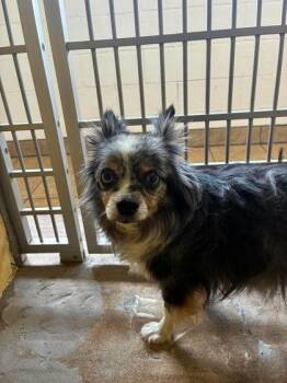 Banditt -  Mixed Breed Dog for Adoption in Canon City, Colorado - Banditt | PetCurious