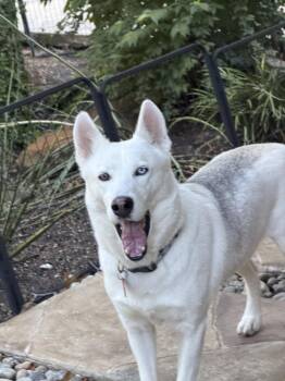 26-106 Iced Tea -  Siberian Husky Dog for Adoption in Richardson, Texas - 26-106 Iced Tea | PetCurious