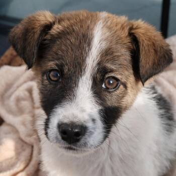 Bella (Armenia) -  Mixed Breed Dog for Adoption in Bend, Oregon - Bella (Armenia) | PetCurious