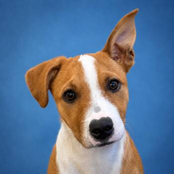 Mike -  Mixed Breed Dog for Adoption in Mankato, Minnesota - Mike | PetCurious