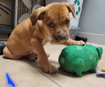 Comet -  Labrador Retriever Dog for Adoption in Viroqua, Wisconsin - Comet | PetCurious