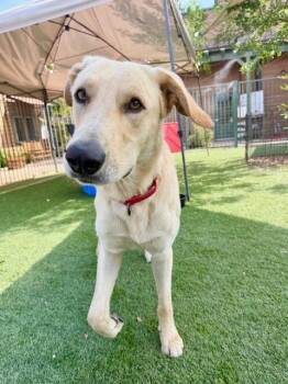 Rescue Yellow Labrador Retriever Dogs for Adoption in Agoura Hills, California - Finn | PetCurious