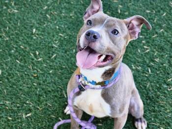 EAGLE -  Pit Bull Terrier Dog for Adoption in Antioch, California - EAGLE | PetCurious