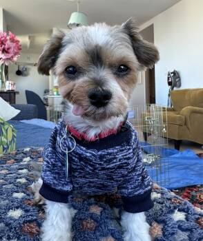 Charlie -  Maltese and Shih Tzu Dog for Adoption - Charlie | PetCurious