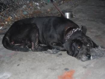 Rescue Mastiff and Mixed Breed Dogs for Adoption in Doral, Florida - BLACKY | PetCurious