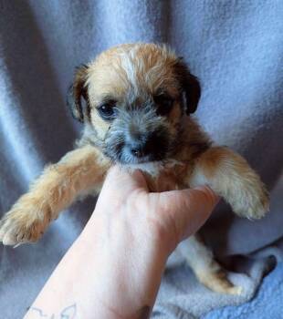 Picard -  Terrier Dog for Adoption in Vancouver, Washington - Picard | PetCurious