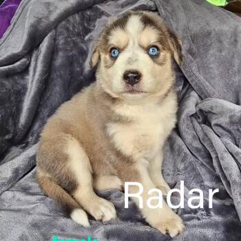 Australian Shepherd Dogs Available for Adoption in Rockville, Maryland - Radar | PetCurious