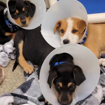 Squash Blossom -  Australian Shepherd and Mixed Breed Dog for Adoption in Woodinville, Washington - Squash Blossom | PetCurious