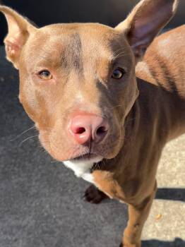 Sorrel -  Pit Bull Terrier Dog for Adoption in Chicago, Illinois - Sorrel | PetCurious