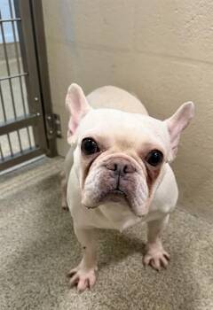 French Bulldog Dogs Available for Adoption in Fort Myers, Florida - NIKITA | PetCurious
