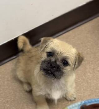 Grace -  Brussels Griffon Dog for Adoption in Copiague, New York - Grace | PetCurious