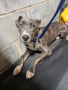 Ally -  Mixed Breed Dog for Adoption in Shelbyville, Tennessee - Ally | PetCurious