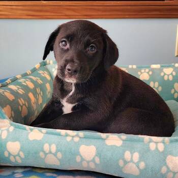 Jeffrica -  Labrador Retriever and Poodle Dog for Adoption in Cincinnati, Ohio - Jeffrica | PetCurious