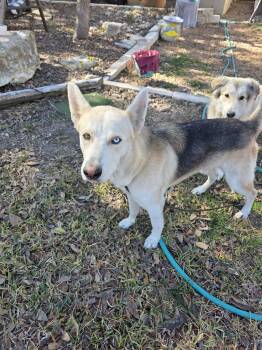 Husky and Shepherd Dogs Available for Adoption - Merlin | PetCurious