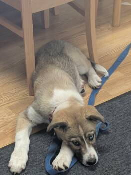 Great Pyrenees and Husky Dogs Available for Adoption in Markham, Ontario - Daisy | PetCurious