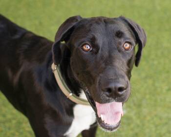 Aubrey -  Labrador Retriever Dog for Adoption in Mont Belvieu, Texas - Aubrey | PetCurious