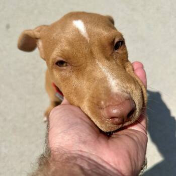 Tres -  Pit Bull Terrier Dog for Adoption in Matteson, Illinois - Tres | PetCurious