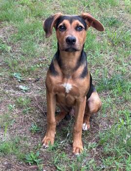 Robert -  Hound Dog for Adoption in Little Rock, Arkansas - Robert | PetCurious