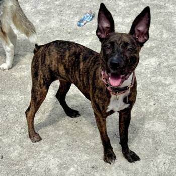 Rescue Pit Bull Terrier and Mixed Breed Dogs for Adoption in Wheaton, Illinois - Ellie | PetCurious