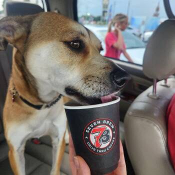Jaxon the Pup Cup King -  Pit Bull Terrier and American Staffordshire Terrier Dog for Adoption in Houston, Texas - Jaxon The Pup Cup King | PetCurious