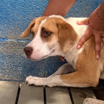 Bambi -  Shepherd Dog for Adoption in Edinburg, Texas - Bambi | PetCurious