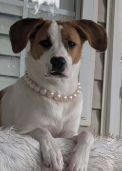 Tinsel *Adopt or Foster* -  Hound Dog for Adoption in Fairfax, Virginia - Tinsel *Adopt Or Foster* | PetCurious