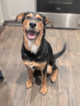 Rescue German Shepherd Dog Dogs for Adoption in Pflugerville, Texas - Chia | PetCurious
